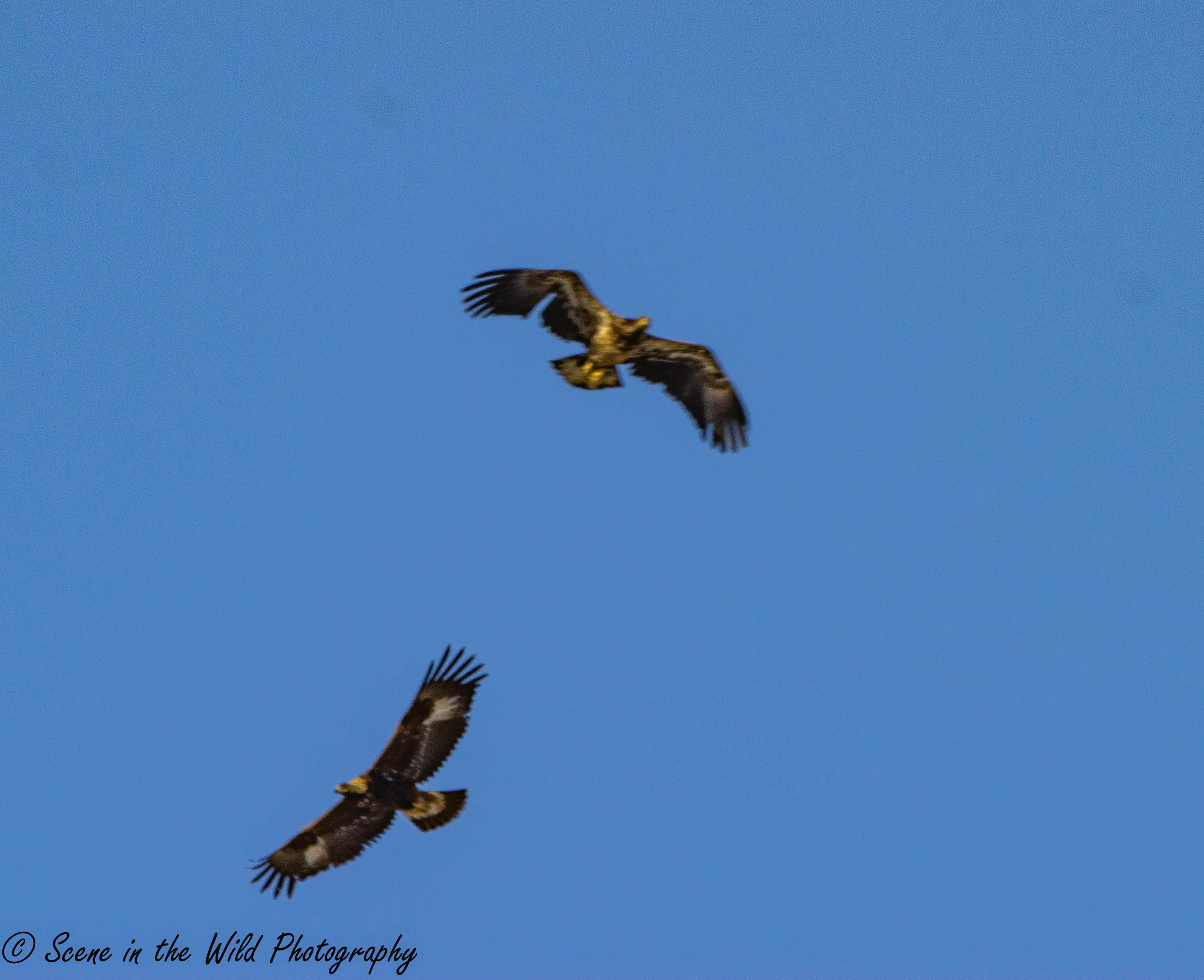 Golden Eagle Bald Eagle Sue Keefer Scene in the Wild Photography